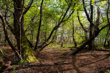 Naklejka premium Green oriental sweetgum forest, Liquidambar orientalis, endemic to Turkey, Marmaris Gunnucek Milli Parki , Mugla