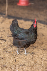 Aves, pollos, gallinas, gallos. pavos.