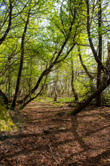 Fototapeta premium Green oriental sweetgum forest, Liquidambar orientalis, endemic to Turkey, Marmaris Gunnucek Milli Parki , Mugla