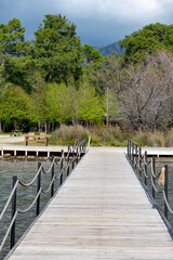 Fototapeta premium Leaf on tree branch from Liquidambar styraciflua on blurry light green background. Selective focus. Close-up. Green oriental sweetgum forest, Liquidambar orientalis, endemic to Turkey, Marmaris 