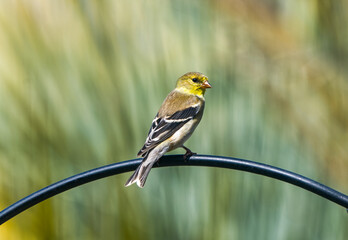 female American Goldfinch - Spinus tristis - perched on metal bird feeder bar in north Florida