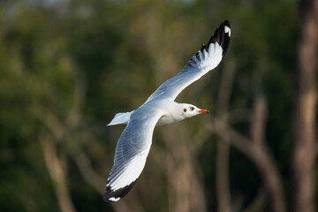 seagull in flight