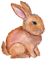 Watercolor cute bunny isolated on white background. Hand painting animals illustration.