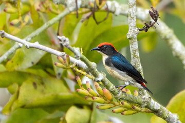 Fototapeta premium Scarlet back flower picker at Sundarban forest