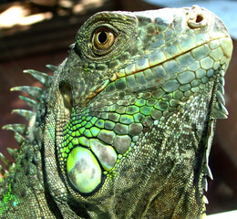 Green iguana (Iguana iguana) portrait