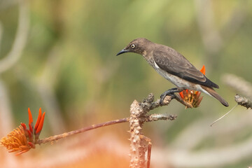 Birds of Bangladesh birds from satchori National park, sylhet, bangladesh 