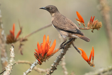 Obraz premium spot winged starling