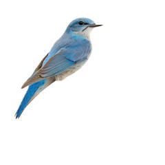 isolated northern blue bird on a perch illustration, spring illustration, PNG, Transparent Background, vertical, horizontal, Sialia sialis, generative ai