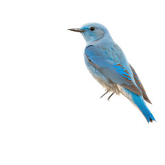 Fototapeta premium isolated northern blue bird on a perch illustration, spring illustration, PNG, Transparent Background, vertical, horizontal, Sialia sialis, generative ai