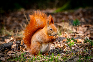 Red squirrel.