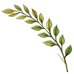 watercolor hand drawn decorative greenery element