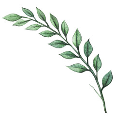 watercolor hand drawn decorative greenery element