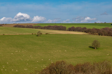 Looking out over a rural South Downs landscape with sheep grazing on a hillside