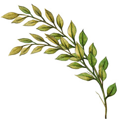 watercolor hand drawn decorative greenery element
