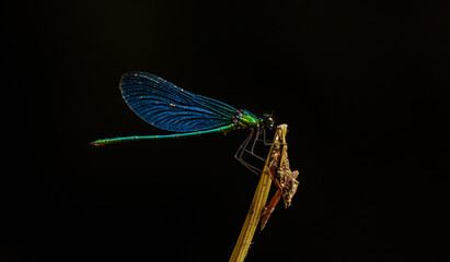 A dragonfly sits on a stick with a black background.