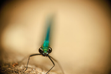 Close up of dragonfly head with defocused light background
