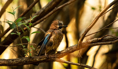 jay bird on beautiful branches among the vegetation