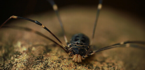 Macro photo of an opilion spider on a rock