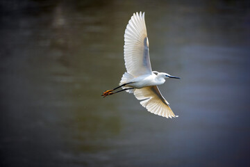 Garzetta in volo