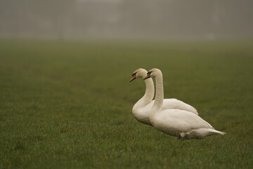 Two mute swans (Cygnus olor) standing in a meadow