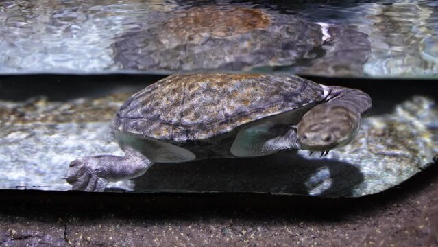 Long-necked turtle snake-necked turtle swimming and crawling in the water