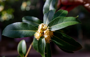 Laurus nobilis, Grecian laurel or sweet true laurel is an aromatic evergreen tree or large shrub...