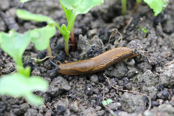 A shellless snail, slug eating young vegetables, sprouting radish in the spring in a vegetable garden. - obrazy, fototapety, plakaty