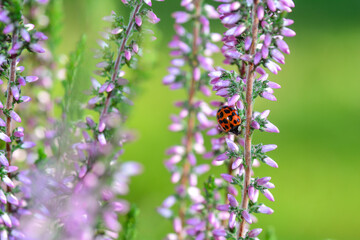 ladybird on a flower