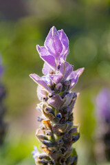 Lavanda