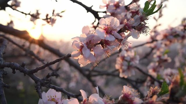 Pink almond tree blossoms in spring on a sunny morning