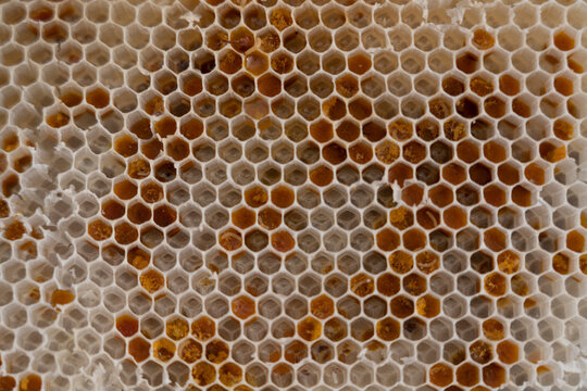 Beautiful honeycomb with bees close-up.
