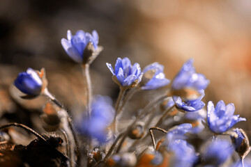 Fioletowe leśne kwiaty przylaszczki (Hepatica nobilis).  Niebieskie kwiaty. Kwitnące kwiaty. Wiosenne łąki z kwiatami. Artystyczne zdjęcia kwiatów. Świeże kwiaty. Tło kwiaty. 