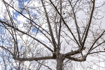 Branches of various deciduous trees in winter with angular shapes and a sky full of clouds
