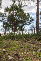 Trees, grass and wild plants in an urban park on a winter day