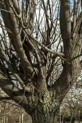 Tree branches coming out of the main trunk stripped of leaves in the winter season