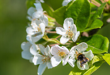 Bourdon en train de butiner dans une fleur