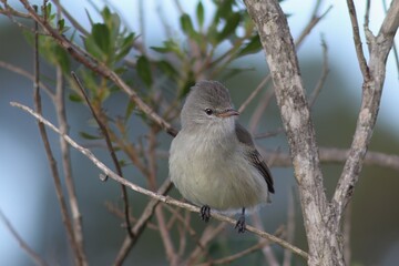 Bird in its natural habitat