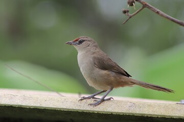Fototapeta premium Bird in its natural habitat