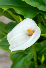 Fototapeta na wymiar Zantedeschia aethiopica, flor blanca de origen sudafricano.