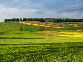 Spring farmland in the hills of Roztocze in Poland. Young green cereals. Blooming rapeseed. Low shining sun illuminating fields, Trees and bushes. Roztocze. Eastern Poland.