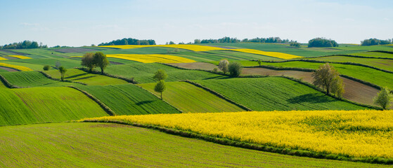 Spring farmland in the hills of Roztocze in Poland.  Young green cereals.  Blooming rapeseed. Low shining sun illuminating fields, Trees and bushes. Roztocze. Eastern Poland.