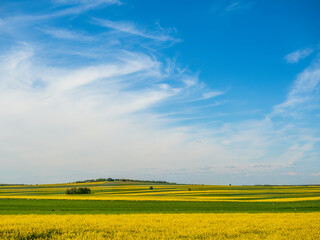 Spring farmland in the hills of Roztocze in Poland.  Young green cereals.  Blooming rapeseed. Low...