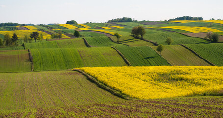 Spring farmland in the hills of Roztocze in Poland.  Young green cereals.  Blooming rapeseed. Low shining sun illuminating fields, Trees and bushes. Roztocze. Eastern Poland.