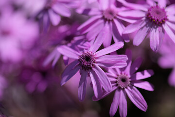 Obraz premium Flora of Gran Canaria - magenta flowers of Pericallis webbii, endemic to the island, natural macro floral background