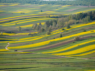Fototapeta premium Spring farmland in the hills of Roztocze in Poland. Young green cereals. Blooming rapeseed. Low shining sun illuminating fields, Trees and bushes. Roztocze. Eastern Poland.