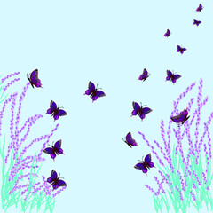 Obraz na płótnie Canvas On a blue background, lavender bushes and blue butterflies fly.