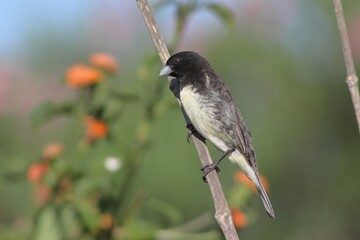 Bird in its natural habitat