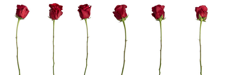 Red roses isolated on transparent background. PNG file.