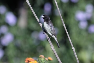 Fototapeta premium Bird in its natural habitat