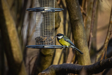 Naklejka premium a bird on a feeder